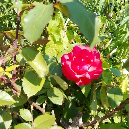 La Fermette Du Marais